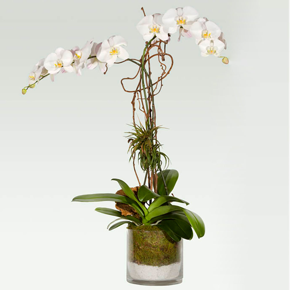 Orchid Supply Store Premium Orchid Moss - Orchid Supply Store